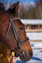 Portrait of a horse in a bridle on a sunny winter day Royalty Free Stock Photo