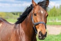 Portrait horse, brown closeup horse.Thoroughbred youngster posing on the green meadow summertime.Horse on summer nature Royalty Free Stock Photo