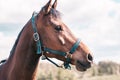 Portrait horse, brown closeup horse.Thoroughbred youngster posing on the green meadow summertime.Horse on summer nature Royalty Free Stock Photo