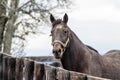 Portrait of a horse