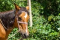 Portrait of a horse, portrait of a brown horse in the forest