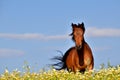 Portrait of an horse in the countryside