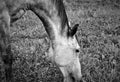 Portrait of horse eating grass on the farm black and white Royalty Free Stock Photo