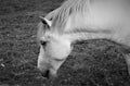 Portrait of horse eating grass on the farm black and white Royalty Free Stock Photo