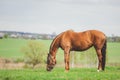 Portrait of horse eating grass in green meadow Royalty Free Stock Photo