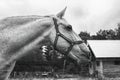 Portrait of a horse in enclosure.