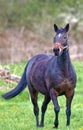 Portrait of a horse Equus ferus caballus Portrait eines Pferdes Royalty Free Stock Photo