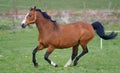 Portrait of a galopping horse Equus ferus caballus Portrait eines gallopierenden Pferdes