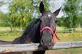 Portrait of a horse in a field behind a fence