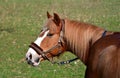 Portrait of a horse, flaxen chestnut