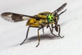 Portrait of a Horse-fly