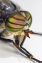 Portrait of a Horse-fly