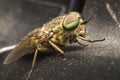 Portrait of a Horse-fly