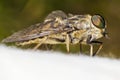 Portrait of a Horse-fly