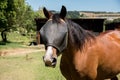 Portrait of a Horse with Fly Net. Royalty Free Stock Photo