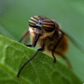 Portrait of a Horse-fly, Tabanidae Royalty Free Stock Photo