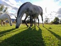 Portrait of a horse grazing in a field eating grass against the light Royalty Free Stock Photo