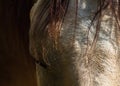 Portrait of horse head. Detail of animal head, eye and mane in soft light Royalty Free Stock Photo