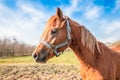Portrait of a horse head. Royalty Free Stock Photo