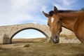 Portrait of a horse heatd against blue sky Royalty Free Stock Photo