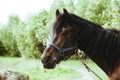 Portrait of a horse. Horse riding as a hobby Royalty Free Stock Photo