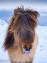 A portrait of a horse in Iceland. Wild horse. Horse on the Westfjord in Iceland. Composition with wild animals. Travel image.