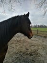 A portrait of a horse looking back standing on a sandy paddock Royalty Free Stock Photo