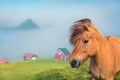 Portrait of horse on pasture. Misty summer morning in Velbastadur village, Streymoy, Faroe Islands, Kingdom of Denmark, Europe. Royalty Free Stock Photo