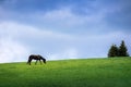 Black horse grazing in a stunning green meadow