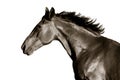 Portrait of horse in profile on a white background Royalty Free Stock Photo