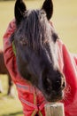 A portrait of a horse in a red winter jacket rug behind a fence