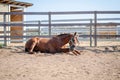 Portrait of horse scratching itself on ground in paddock