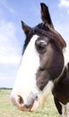 Portrait of a Horse Royalty Free Stock Photo