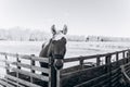 Portrait of a horse standing in a stall. Horse face close.