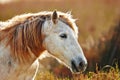 Portrait of a horse Royalty Free Stock Photo