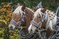 Portrait of a horse team