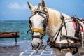 Portrait of a horse for tourists in the port of the Greek city of Chania