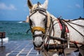 Portrait of a horse for tourists in the port of the Greek city of Chania