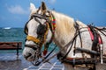 Portrait of a horse for tourists in the port of the Greek city of Chania