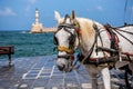 Portrait of a horse for tourists in the port of the Greek city of Chania
