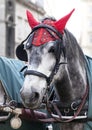 Portrait of a horse in traditional Vienna carriage harness