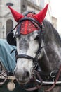 Portrait of a horse in traditional Vienna carriage harness