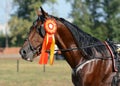 Portrait of a horse trotter breed on awarding of a horseracing Royalty Free Stock Photo