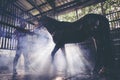 Portrait of a horse in a water spray. Showering the horses at the stable A brown horse is bathing Royalty Free Stock Photo