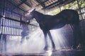 Portrait of a horse in a water spray. Showering the horses at the stable A brown horse is bathing Royalty Free Stock Photo