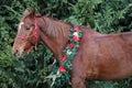 Portrait of a horse wearing beautiful Christmas garland decorations