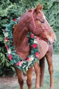 Portrait of a horse wearing beautiful Christmas garland decorations