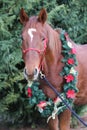 Portrait of a horse wearing beautiful Christmas garland decorations