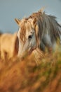 Portrait of a Horse Royalty Free Stock Photo