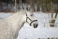 Portrait of horse on white winter iced snowy background isolated Royalty Free Stock Photo